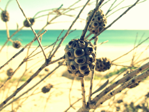 Some dried twigs at City Beach Perth