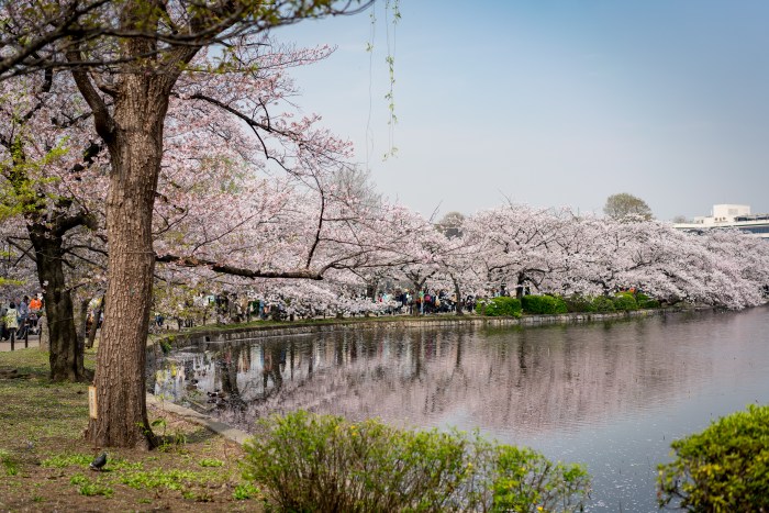 ueno blossom.jpg