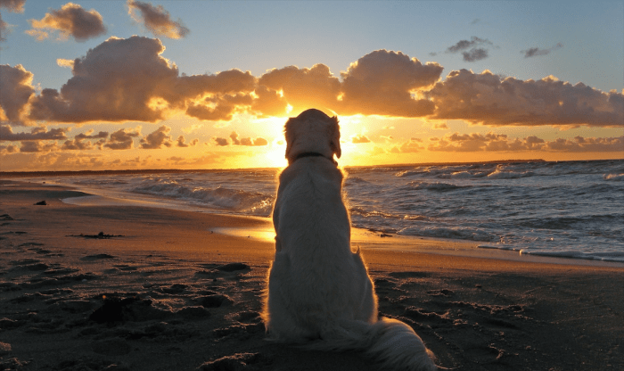 Screen Shot 2017-04-04 at 1.17.22 PM