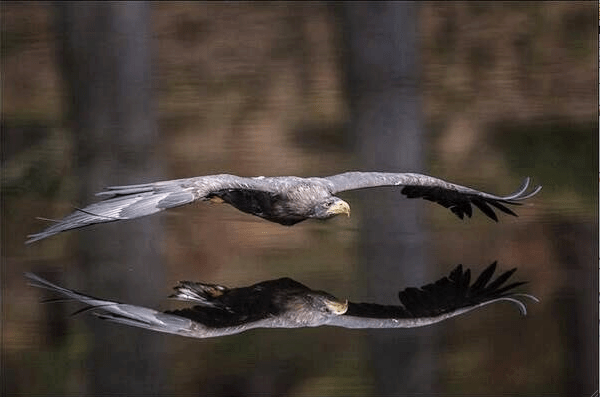 27654521_1731160280267619_8393060958439710161_n