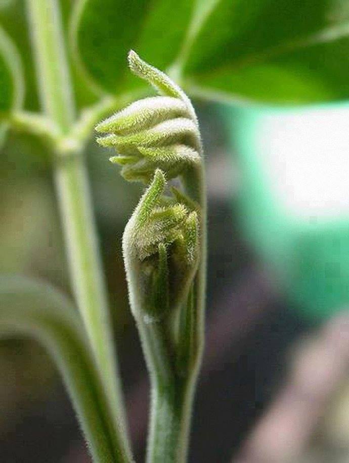 33163114_1745663622179629_7124166462666702848_n