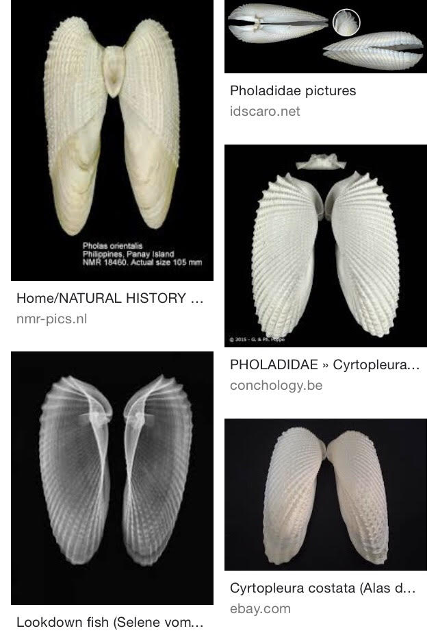 Angel Shell CYRTOPLEURA COSTATA (ANGEL CLAM WINGS) โ ENLIGHTENMENT ANGELS