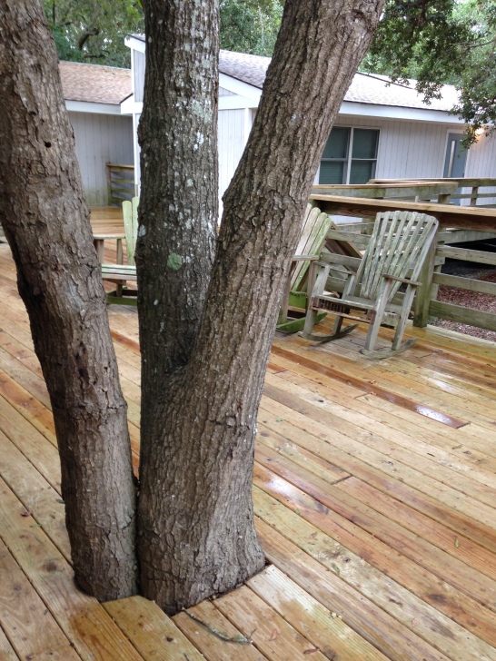 Tree in deck